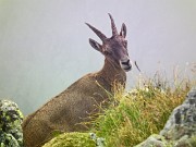 51 Stambecchi in nostra compagnia sulla vetta 